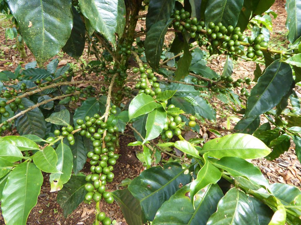 Finca El Cielo San Agustín Zewnętrze zdjęcie